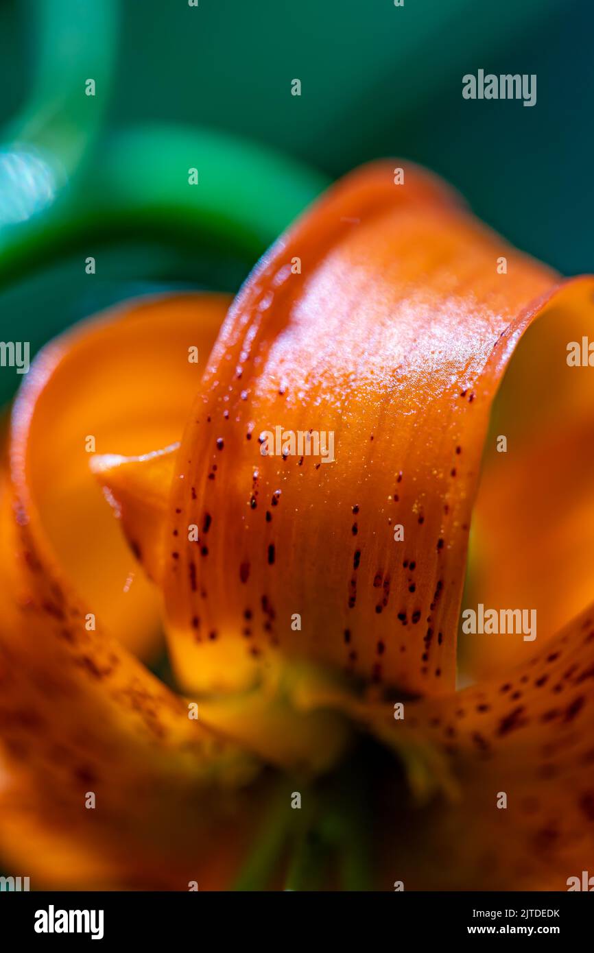 Fiore di Lilium carniolicum che cresce in prato, macro Foto Stock