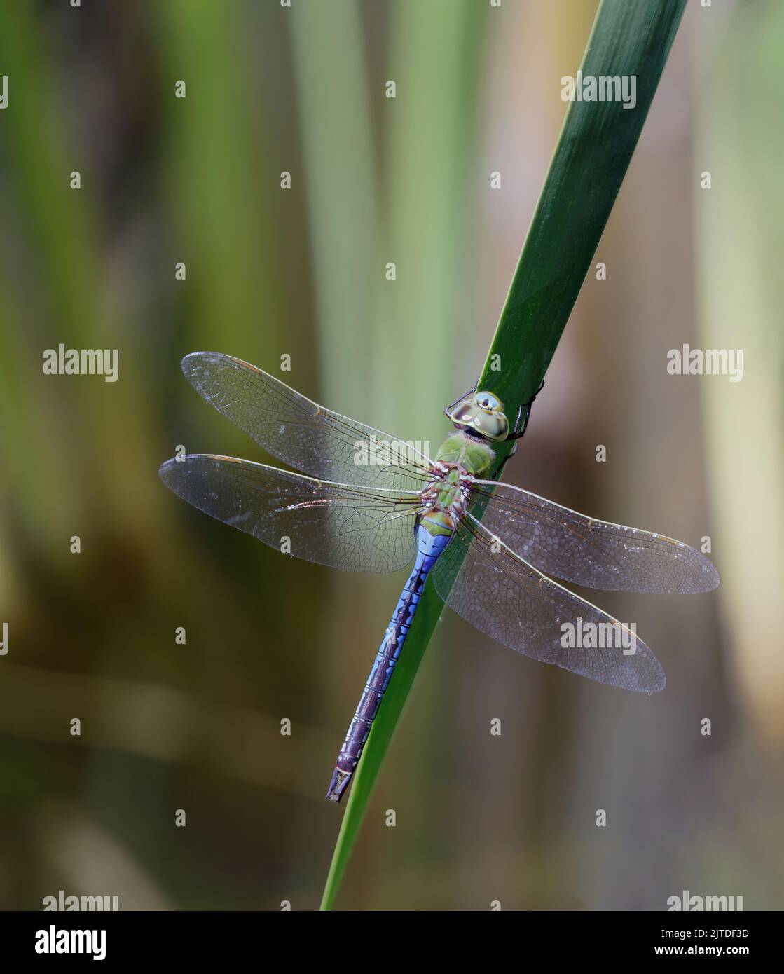 Darner verde comune che riposa sull'erba dell'acqua. Foothills Park, contea di Santa Clara, California, Stati Uniti. Foto Stock