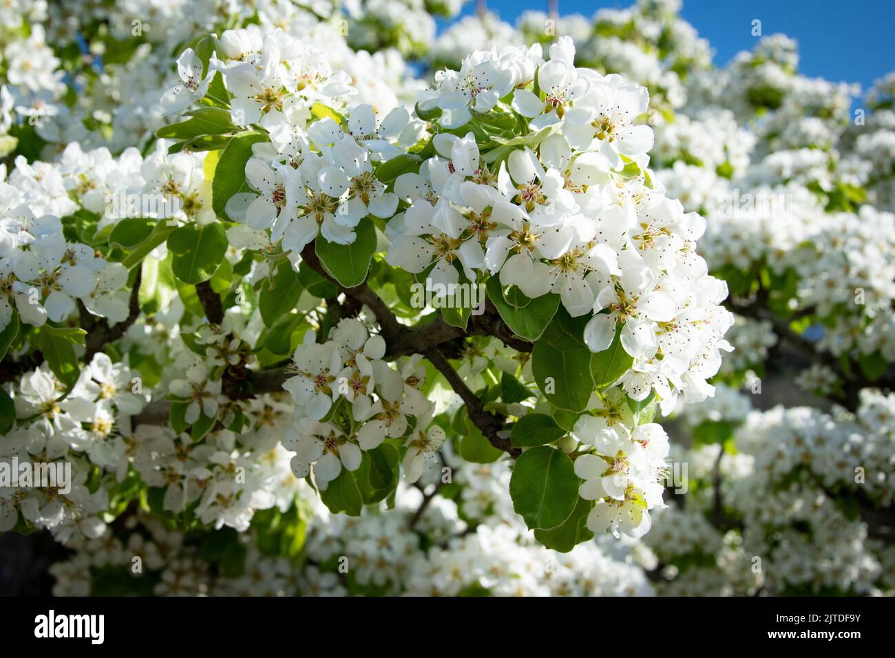 L'albero di frutta bianco fiorisce in primavera Foto Stock