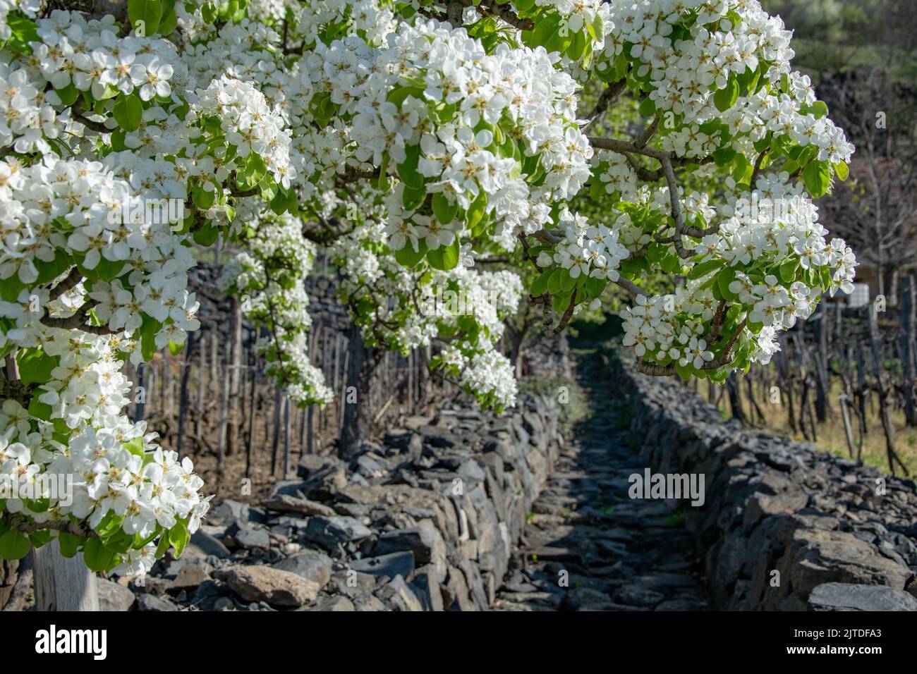 L'albero di frutta bianco fiorisce in primavera Foto Stock