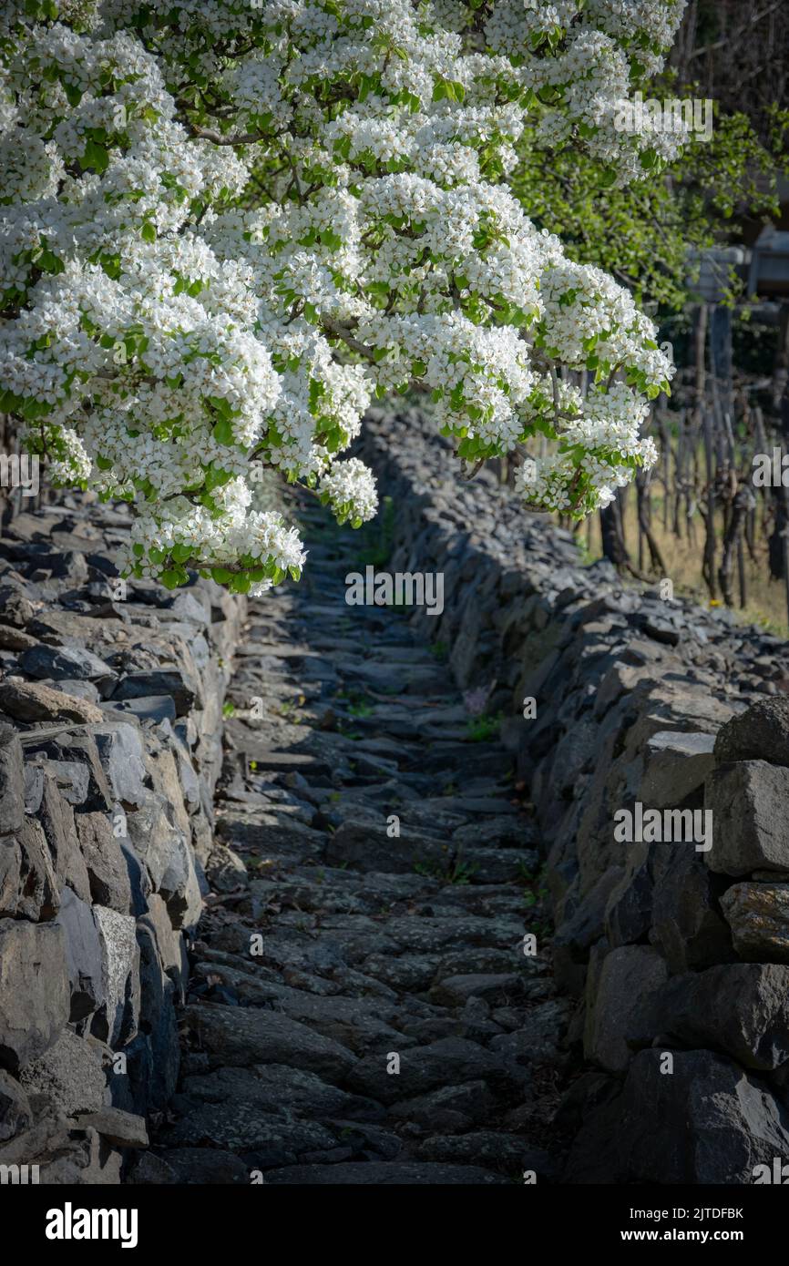 L'albero di frutta bianco fiorisce in primavera Foto Stock