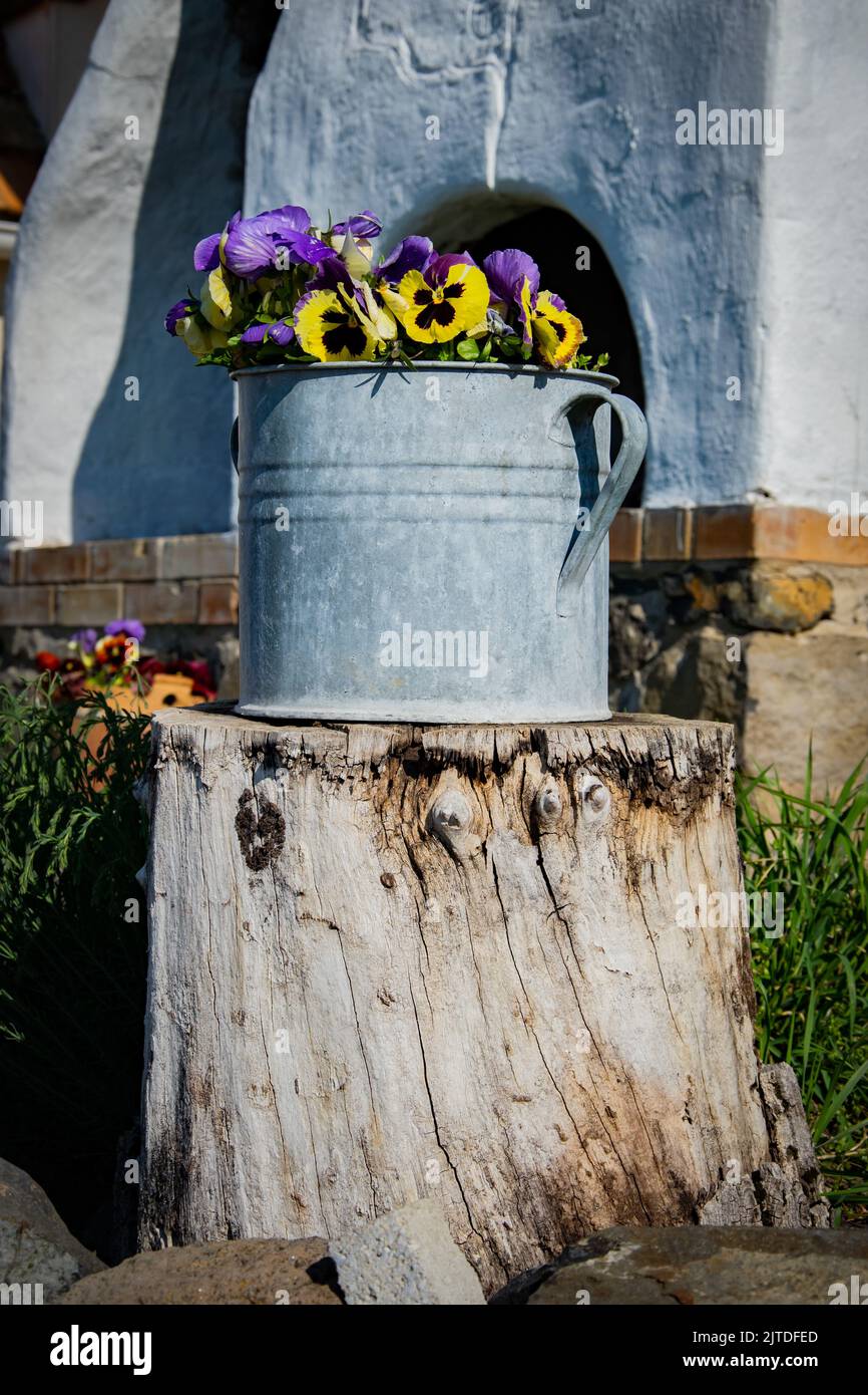 Fiori di Pansy che crescono in secchio di latta vecchio Foto Stock