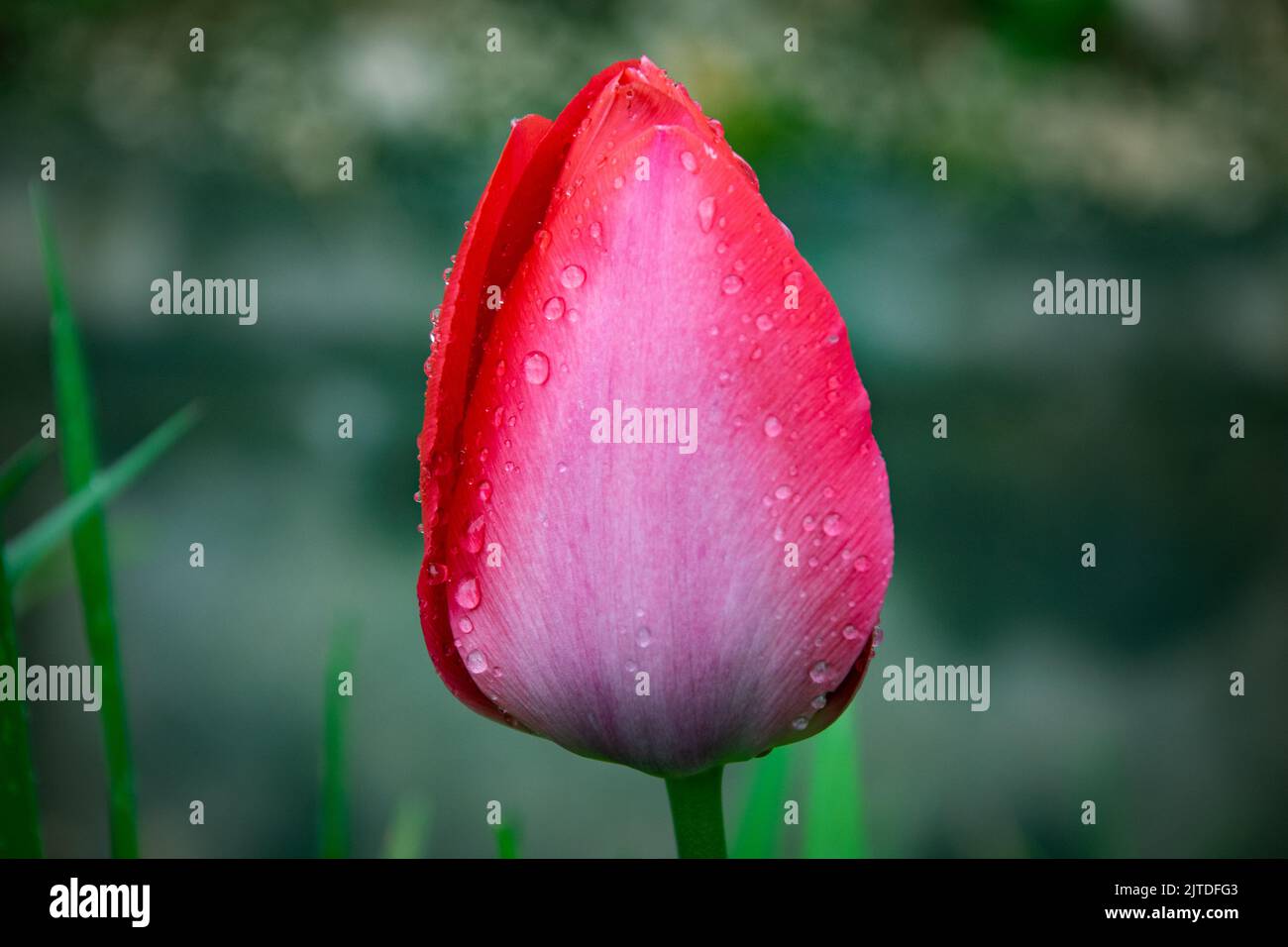 Singolo fiore di tulipano rosa chiuso per la pioggia Foto Stock