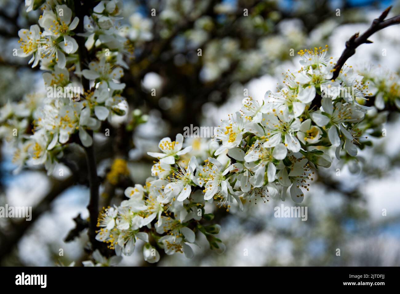 L'albero di frutta bianco fiorisce in primavera Foto Stock