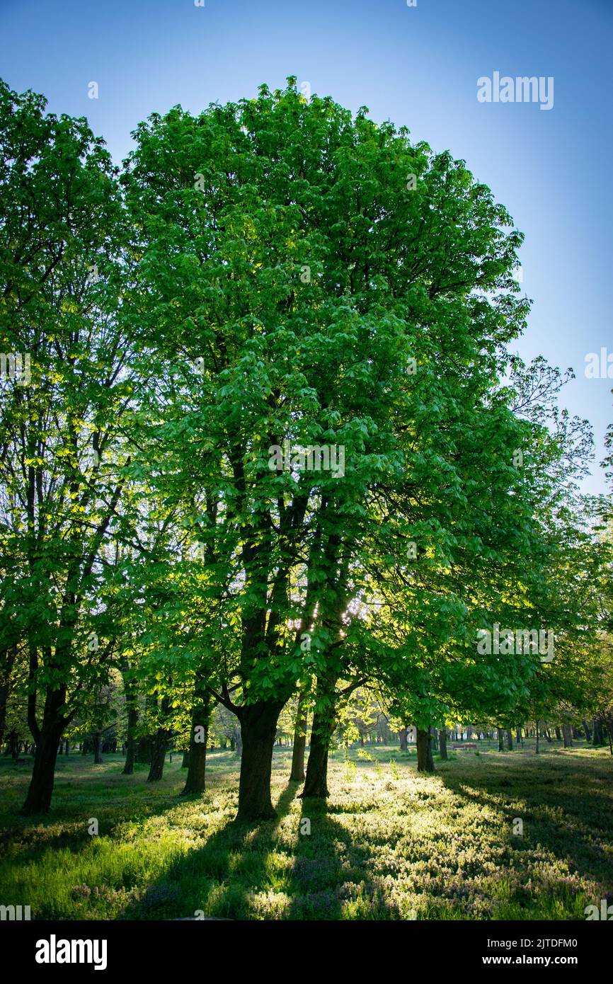 Albero nel parco con retroilluminazione dal sole Foto Stock