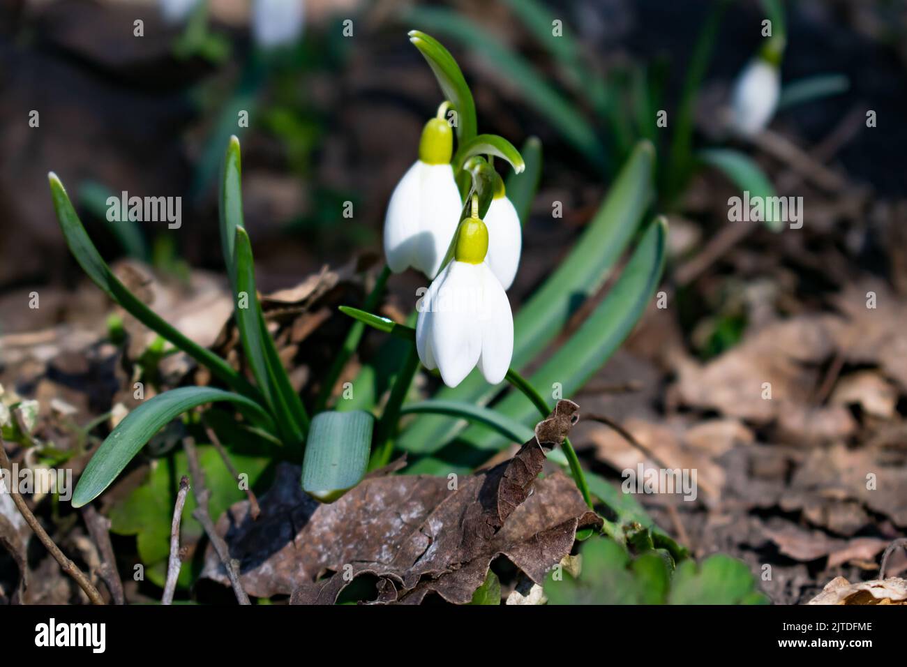 La lampadina Snowdrop fiorisce nella primavera Foto Stock