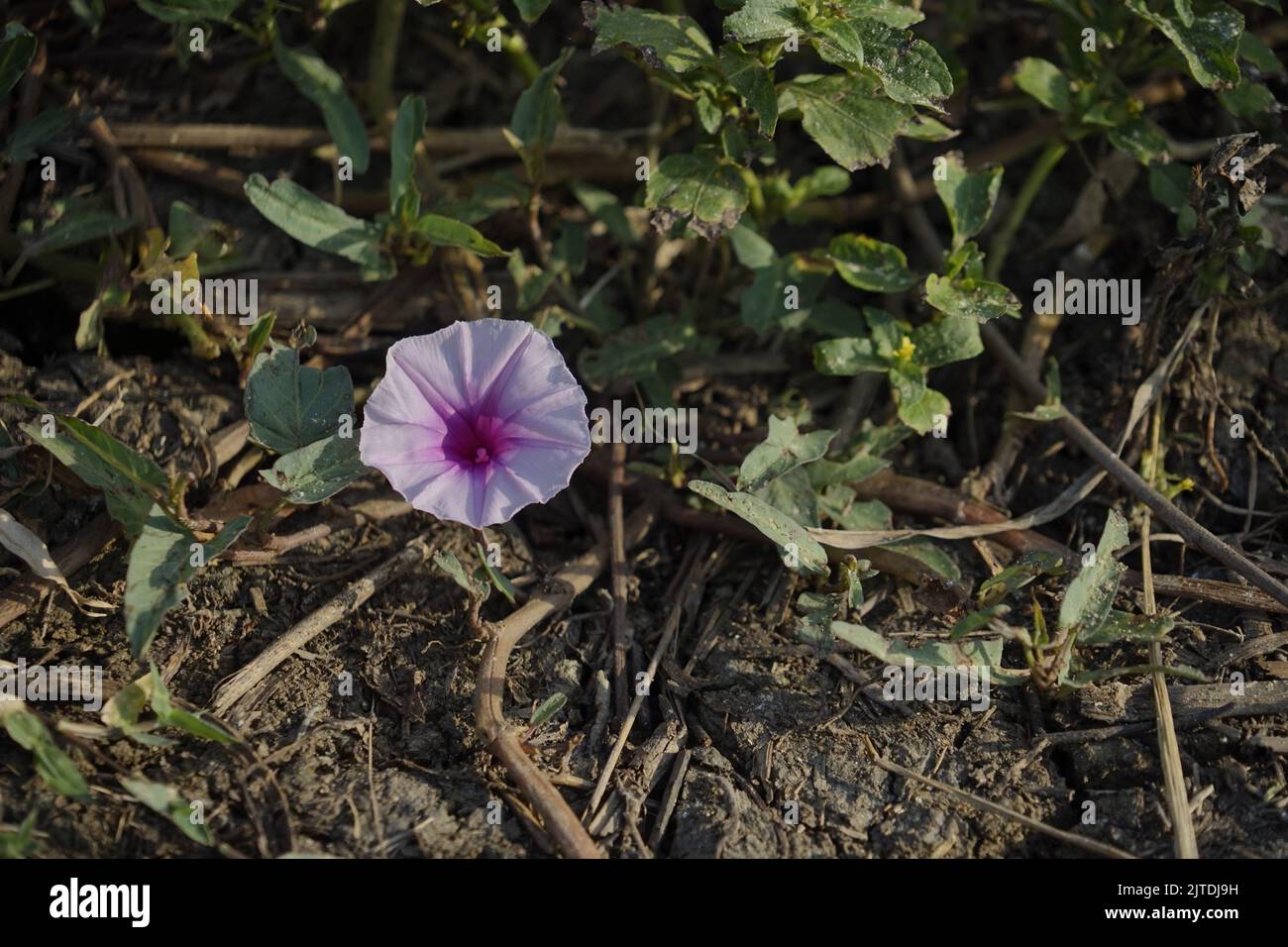 Fiore di patata dolce (Ipomoea batatatas) in Indonesia Foto Stock