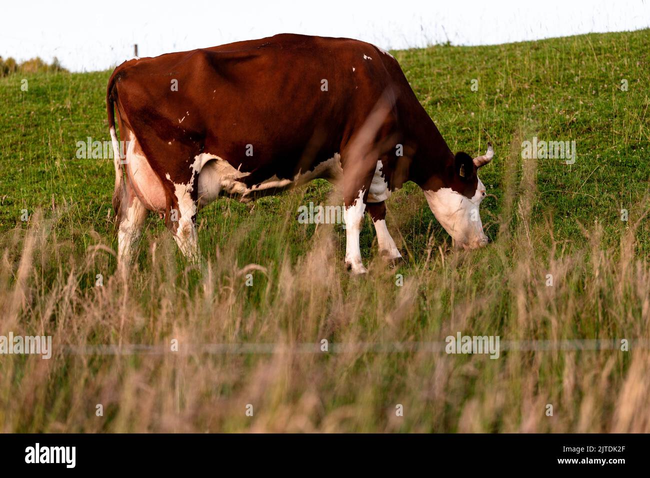 Un bestiame Montbeliarde pascolo in campo verde dietro recinto filo Foto Stock