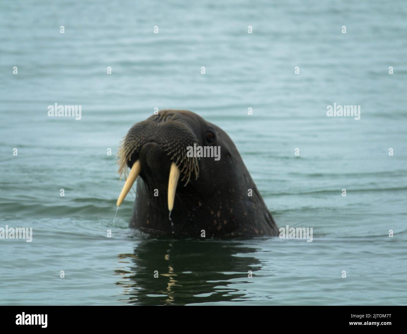 Vista frontale del tricheco con le zanne in acqua, Isole Spitsbergen, Norvegia Foto Stock