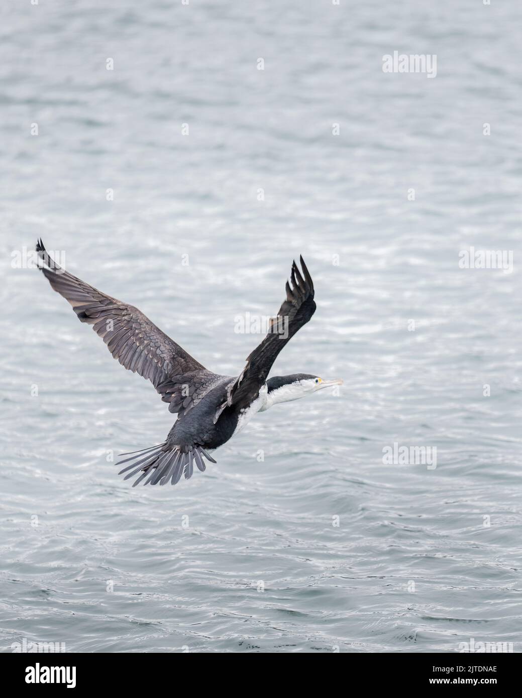 Pied shag in volo, Penisola di Otago. Formato verticale. Foto Stock