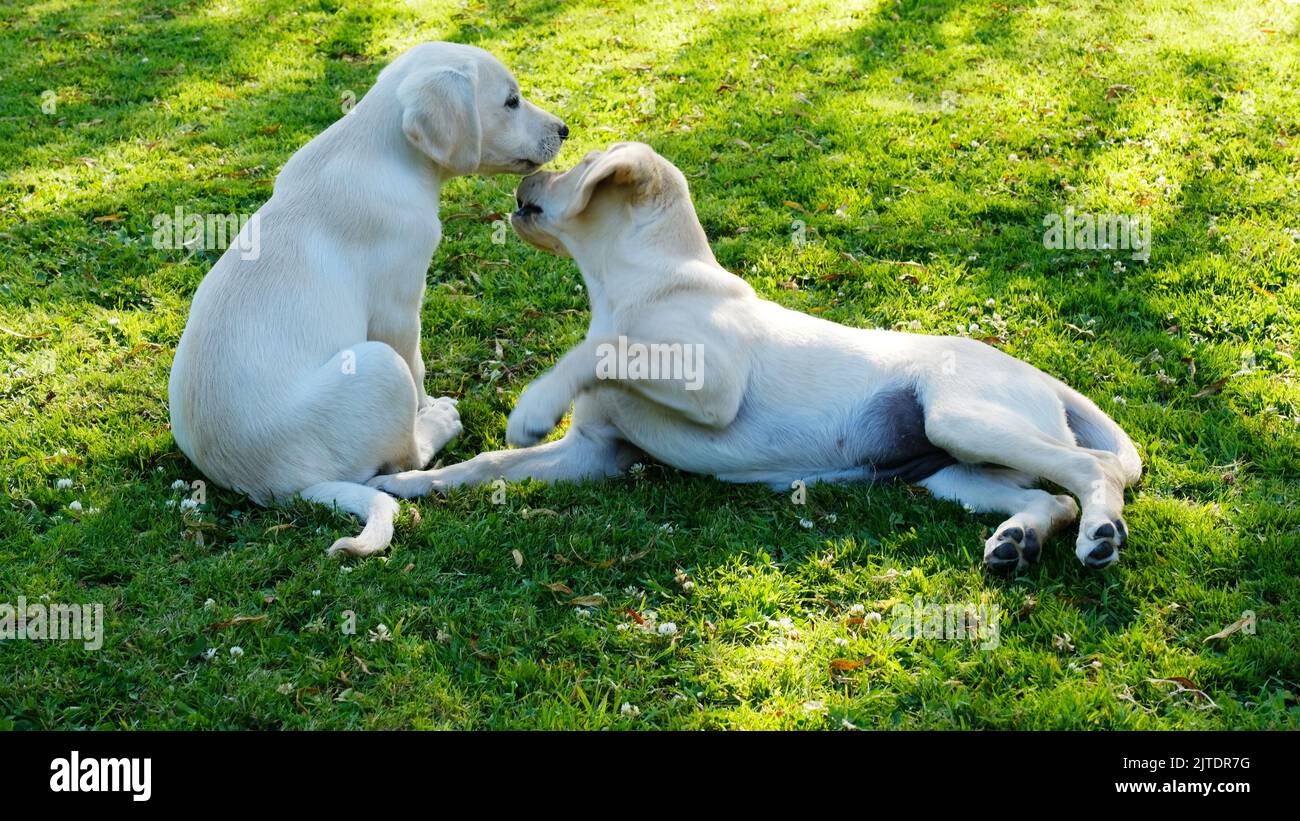 Coppia di cuccioli di labrador gialli che giocano sull'erba - John Gollop Foto Stock