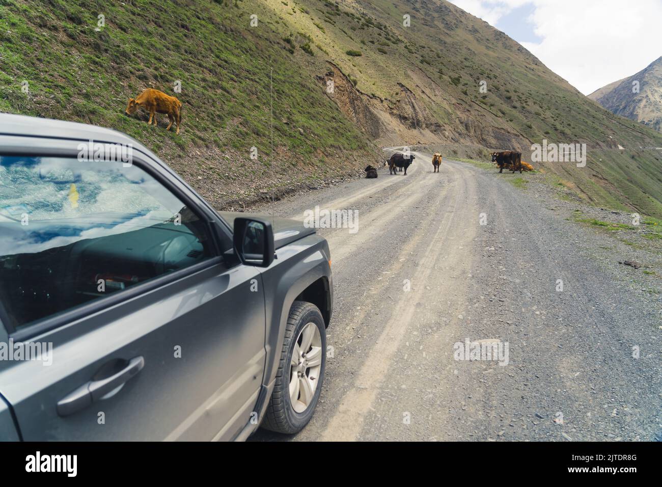 14.05.2022. Kazbegi, Georgia. Colpo dell'automobile in movimento e delle mucche sulla strada, allevamento libero naturale. Foto di alta qualità Foto Stock