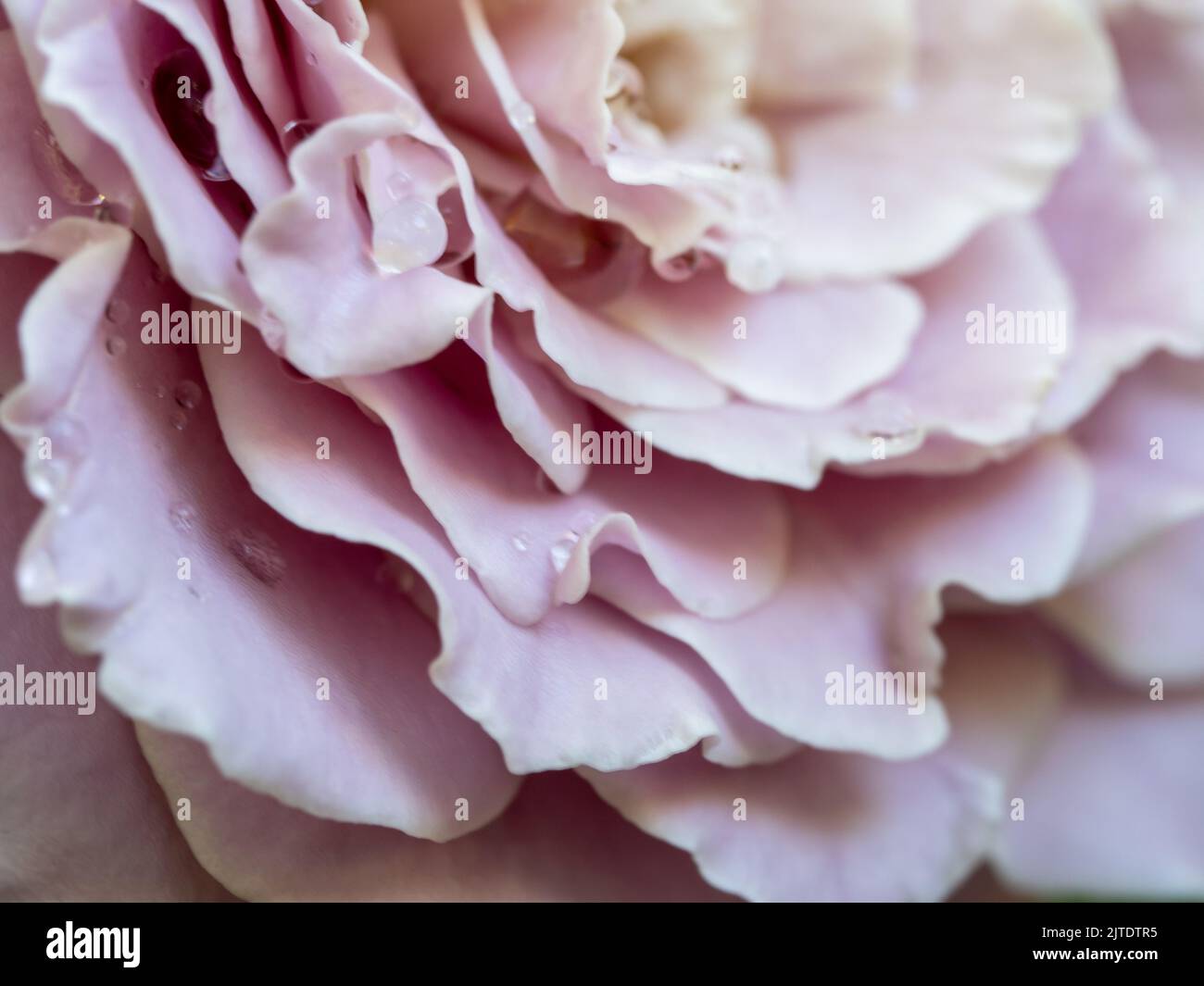 Primo piano delicati petali di rosa della principessa Kaori come sfondo naturale Foto Stock