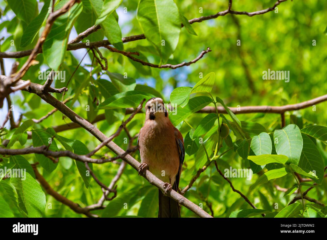 Jay sul ramo. Foto di sfondo della fauna selvatica. Famiglia di corvi o corvids. Foto Stock