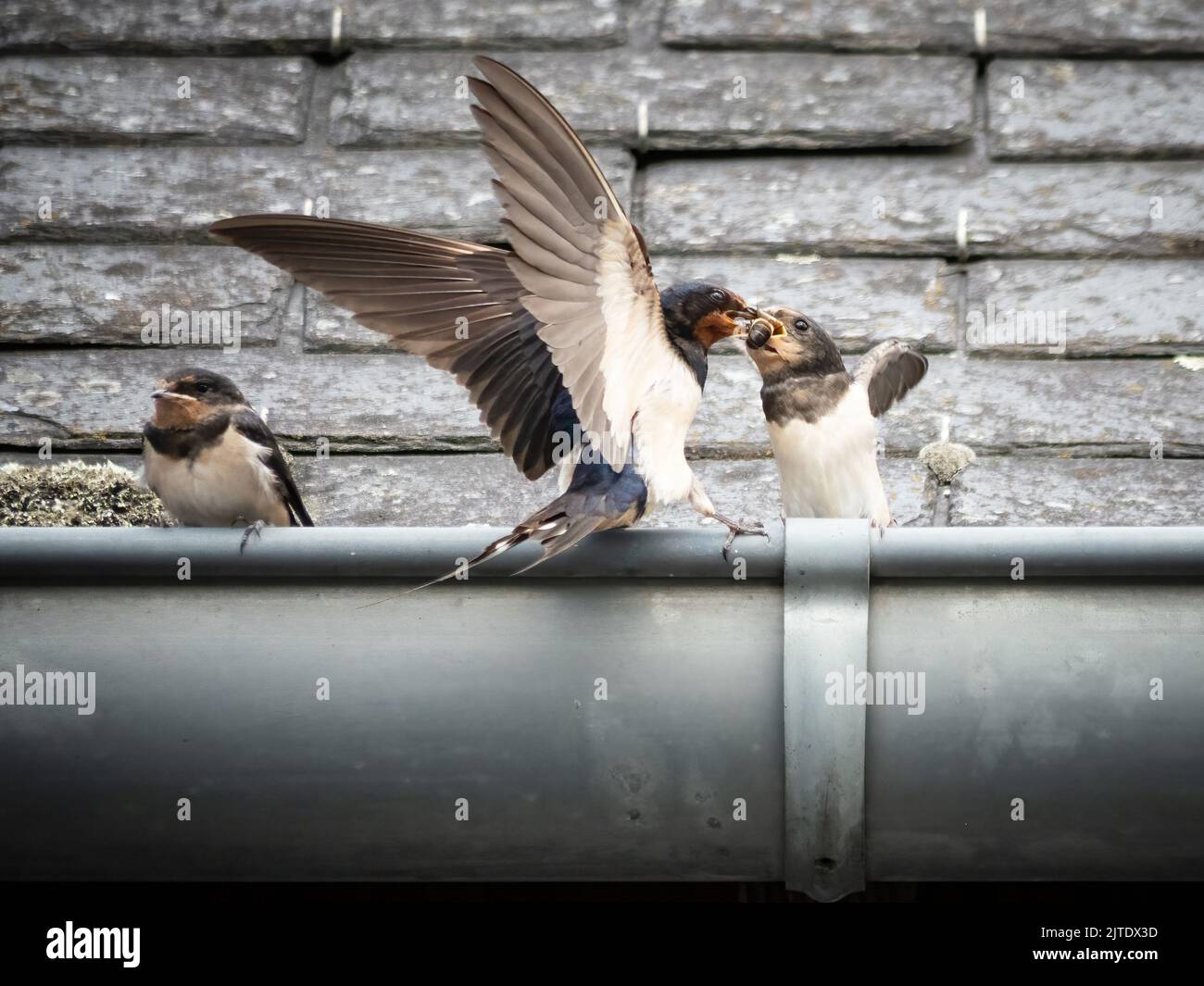 Un fienile Swallow che alimenta un insetto ad un uccello giovanile. Foto Stock