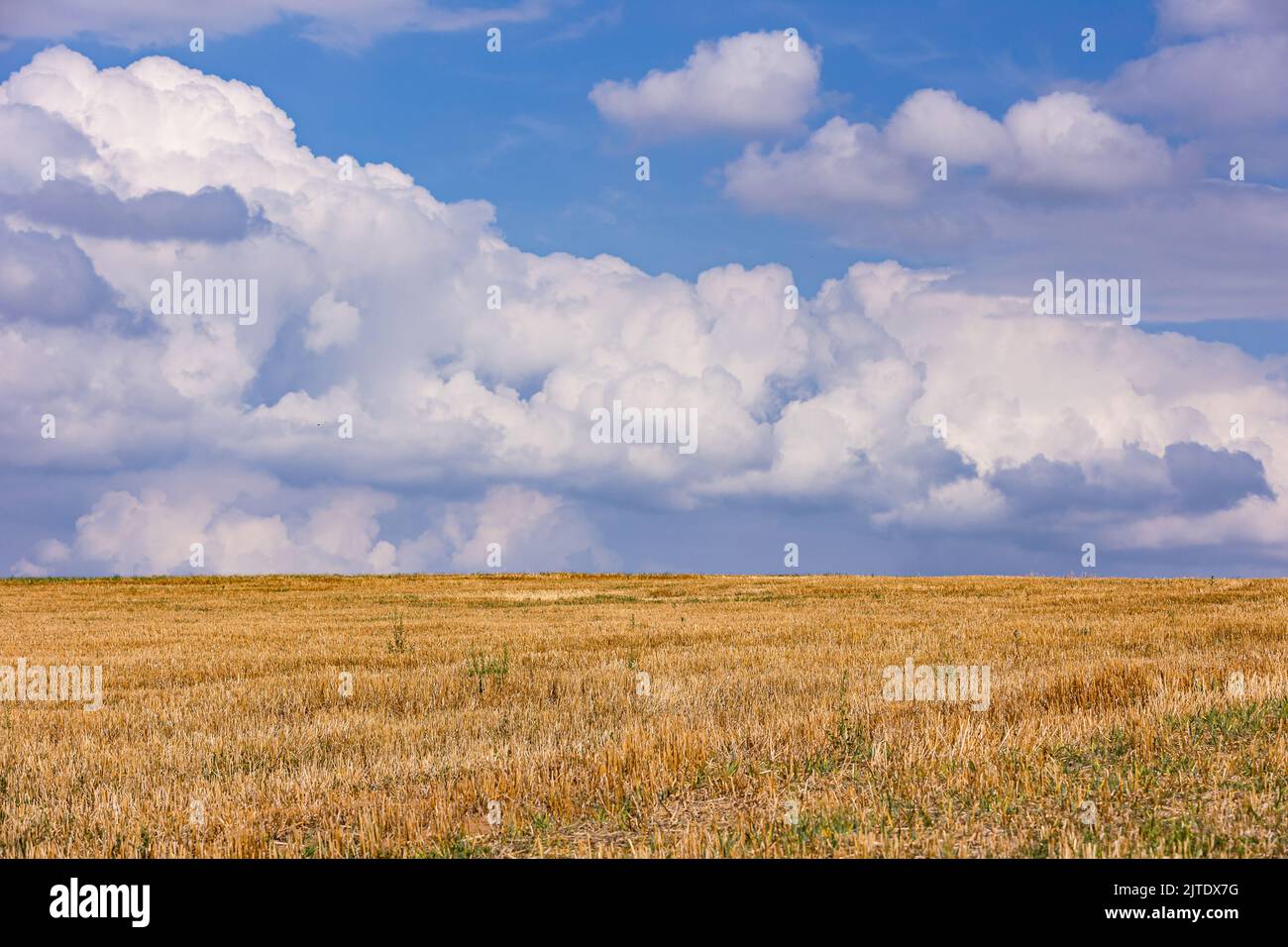 Un campo asciutto e raccolto di fronte a torreggianti nuvole all'orizzonte Foto Stock