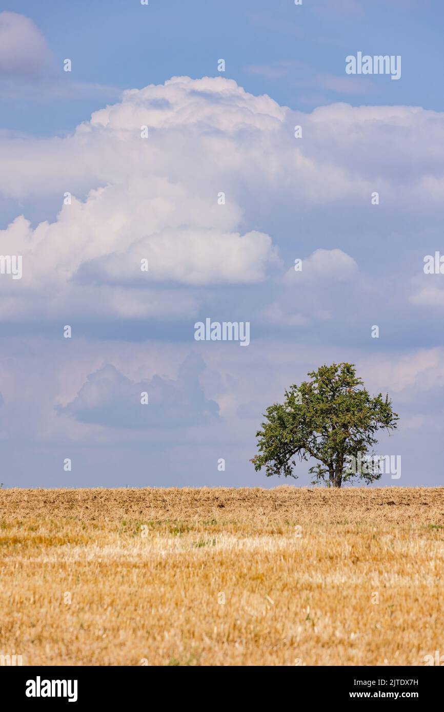 Un campo asciutto con un albero verde davanti a nuvole prominenti all'orizzonte Foto Stock