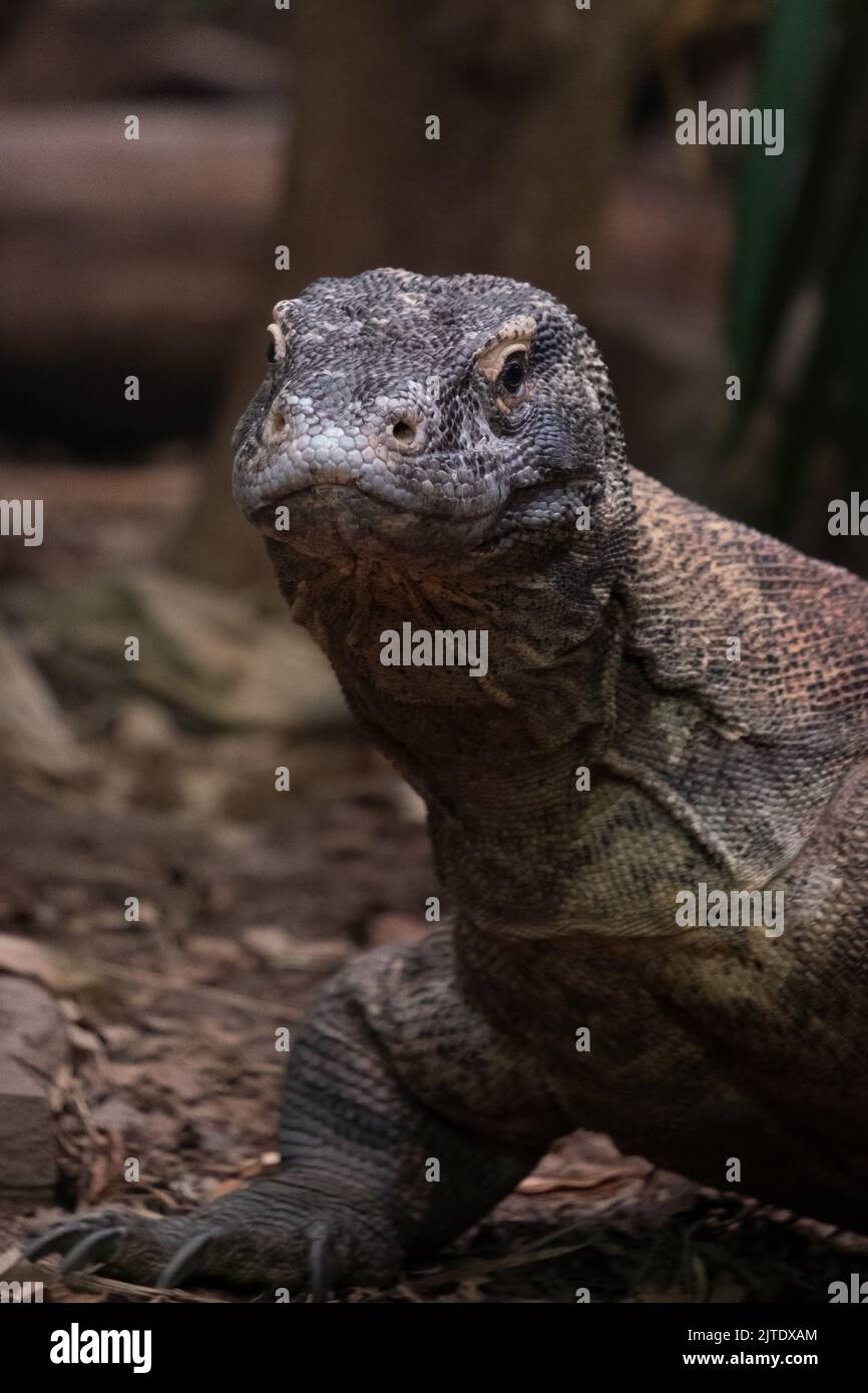 Drago di Komodo che vive allo zoo di Chester, Chester, Regno Unito Foto Stock