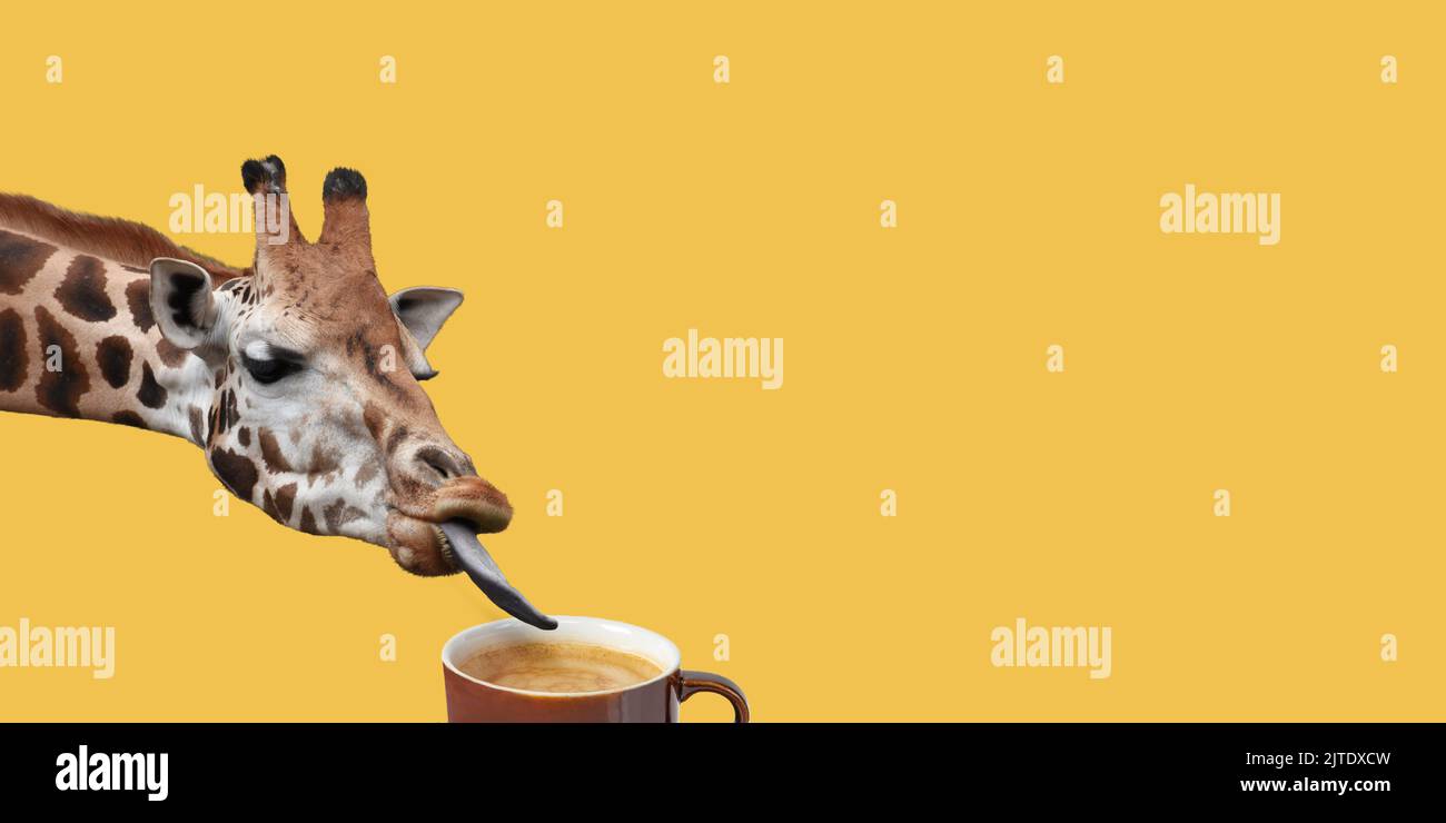 Divertente giraffa degustazione delizioso caffè su sfondo giallo. Foto Stock