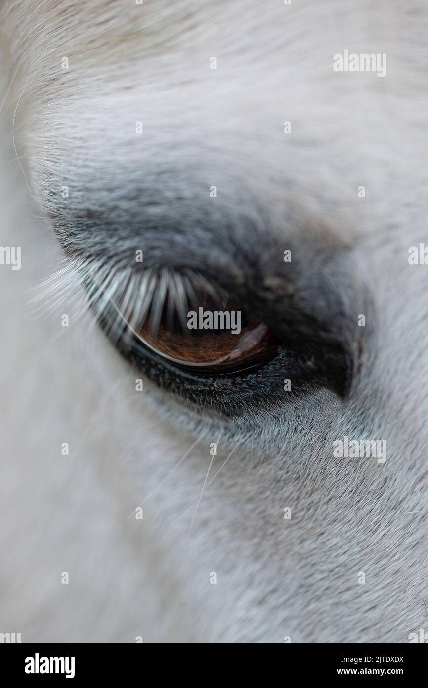 The Eye of A White Horse, Brown, Close Up, Soft Foto Stock