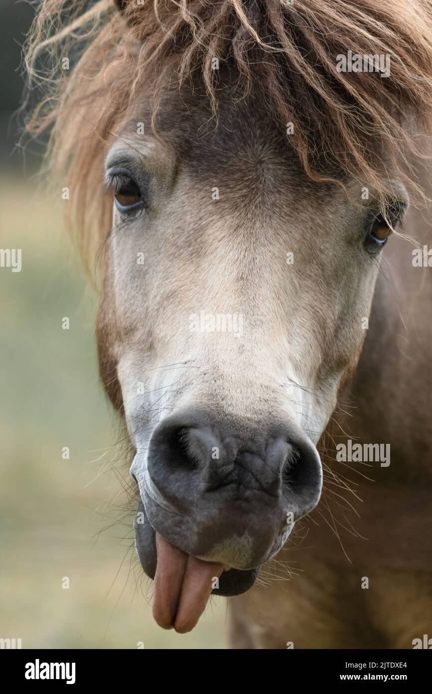 Ritratto di Un cavallo marrone, primo piano, lingua Foto Stock