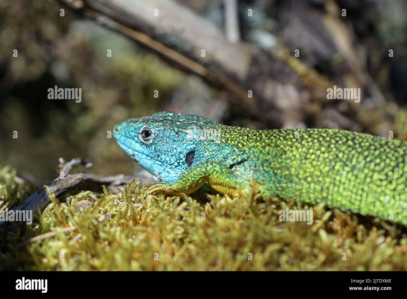 Lizard Verde Occidentale (Lacerta bilineata), Cévennes, Lozere, Francia. Foto Stock