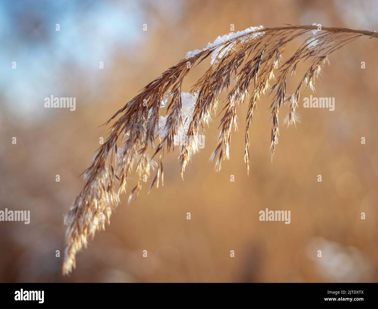 erba asciutta coperta di neve, vista ravvicinata all'aperto in una stagione invernale Foto Stock