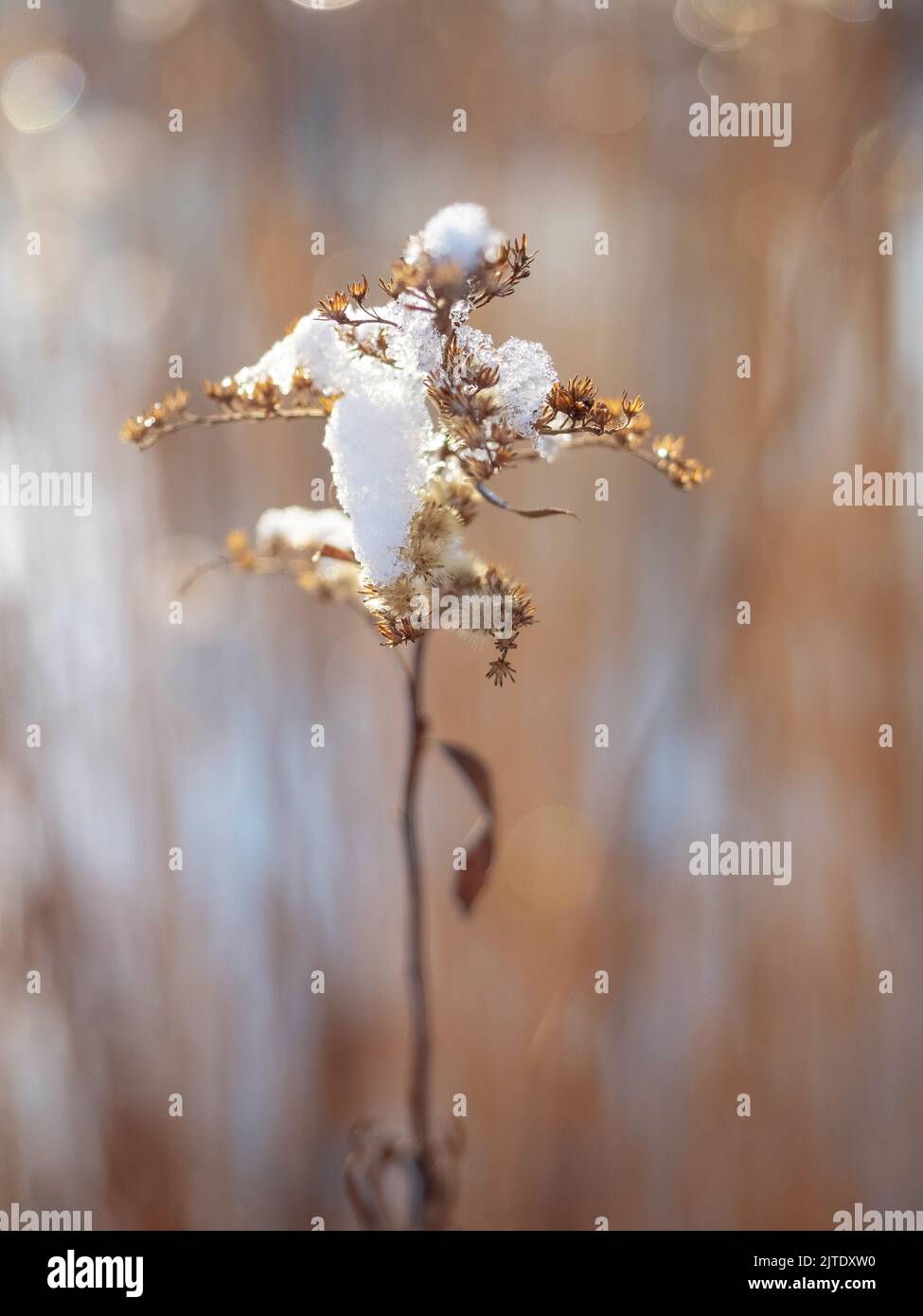 erba asciutta coperta di neve, vista ravvicinata all'aperto in una stagione invernale Foto Stock