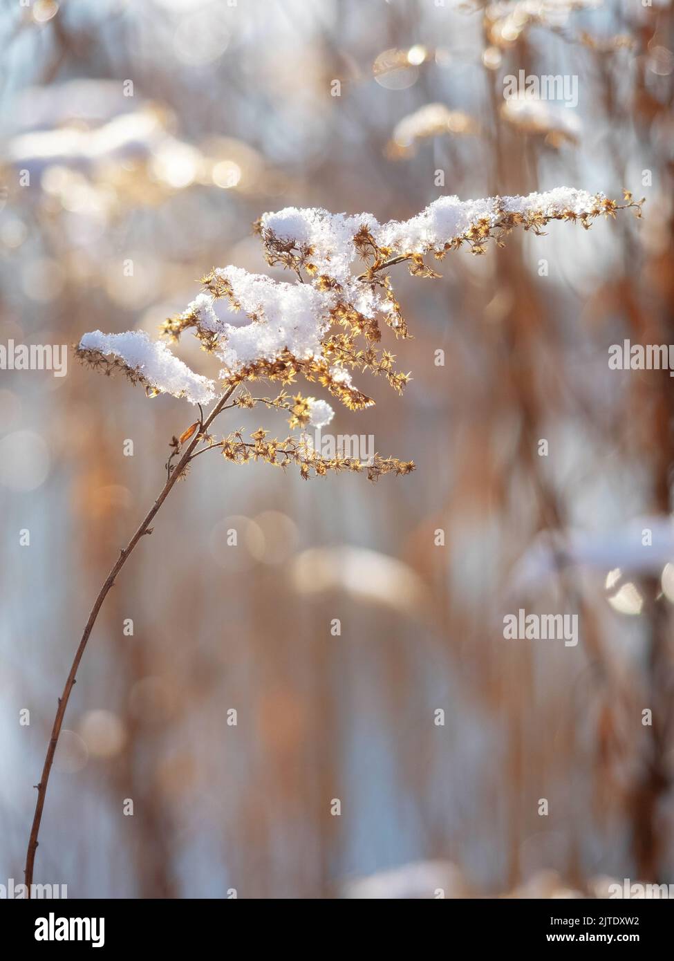 erba asciutta coperta di neve, vista ravvicinata all'aperto in una stagione invernale Foto Stock