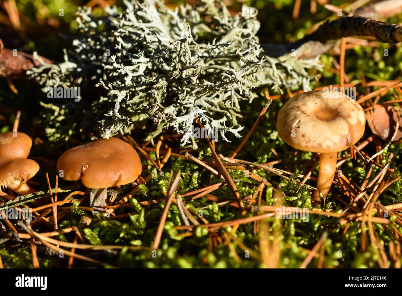 Primo piano di funghi nella foresta. Inizio stagione autunnale. Foto Stock