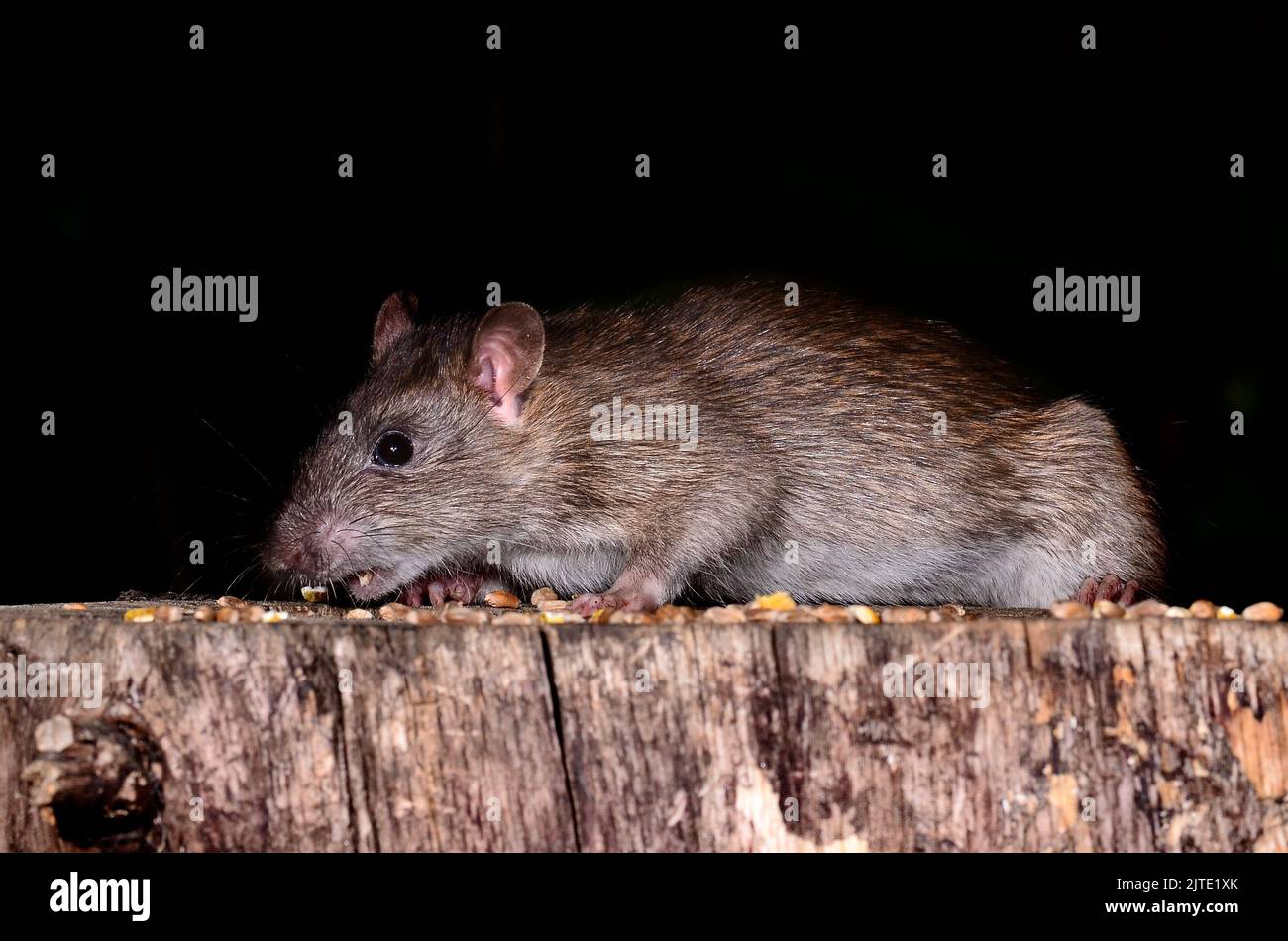 Ratto marrone che prende l'esca di mais dal ceppo dell'albero. Foto Stock