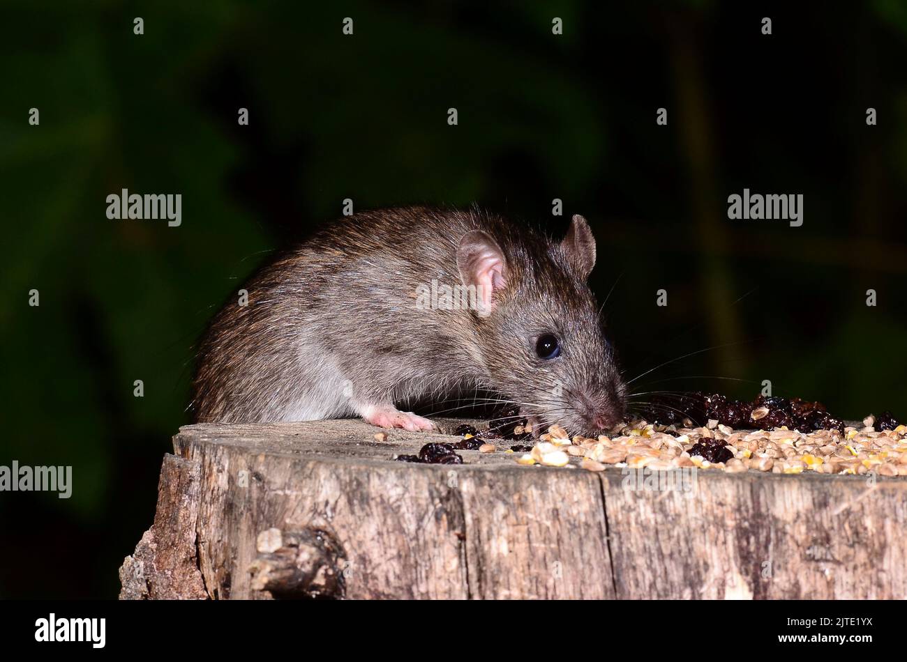Ratto marrone che prende l'esca di mais dal ceppo dell'albero. Foto Stock