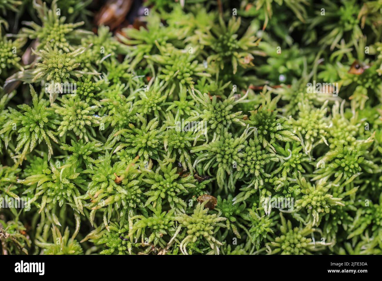 Torba muschio Sphagnum sp. Nel Parco Nazionale Tara nella Serbia occidentale Foto Stock