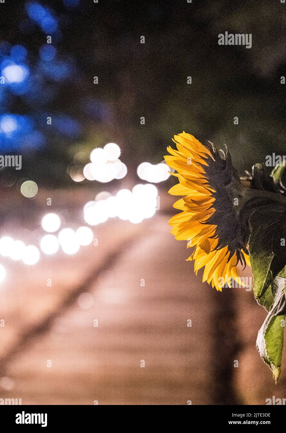 Girasole in piena fioritura illuminato su un passaggio in legno durante un matrimonio. Foto Stock