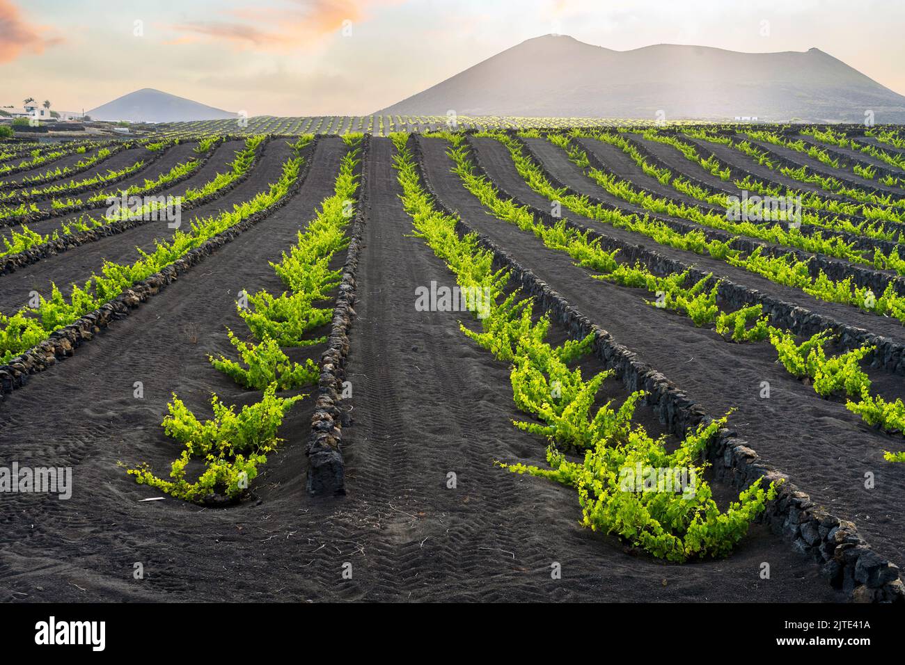Uva su suolo vulcanico nero nei vigneti di la Geria, Lanzarote, Isole Canarie, Spagna Foto Stock