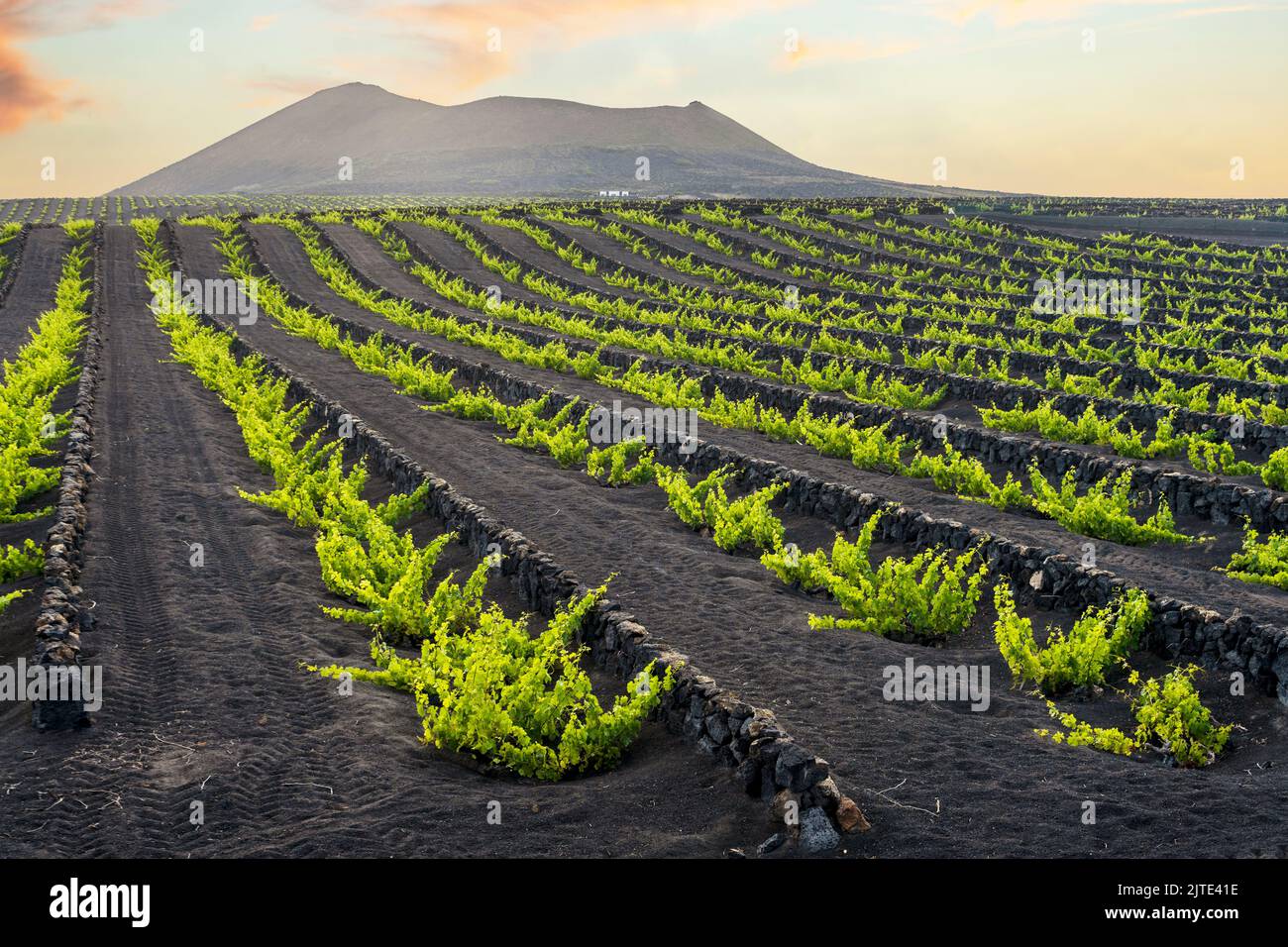 Uva su suolo vulcanico nero nei vigneti di la Geria, Lanzarote, Isole Canarie, Spagna Foto Stock