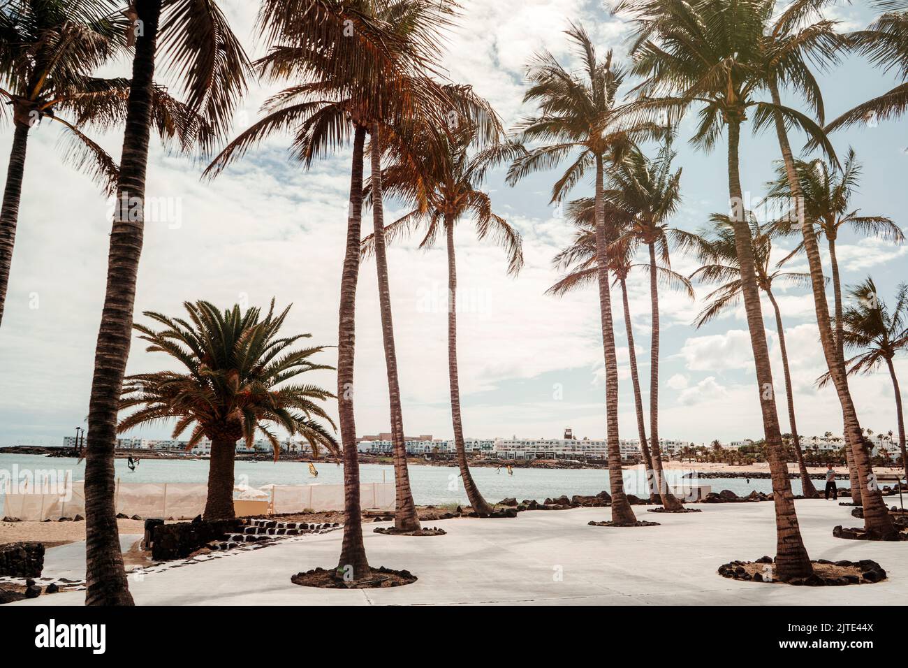 Alberi di palma sulla spiaggia di Las Cucharas in una località turistica chiamata Costa Teguise a Lanzarote, Isole Canarie, Spagna Foto Stock
