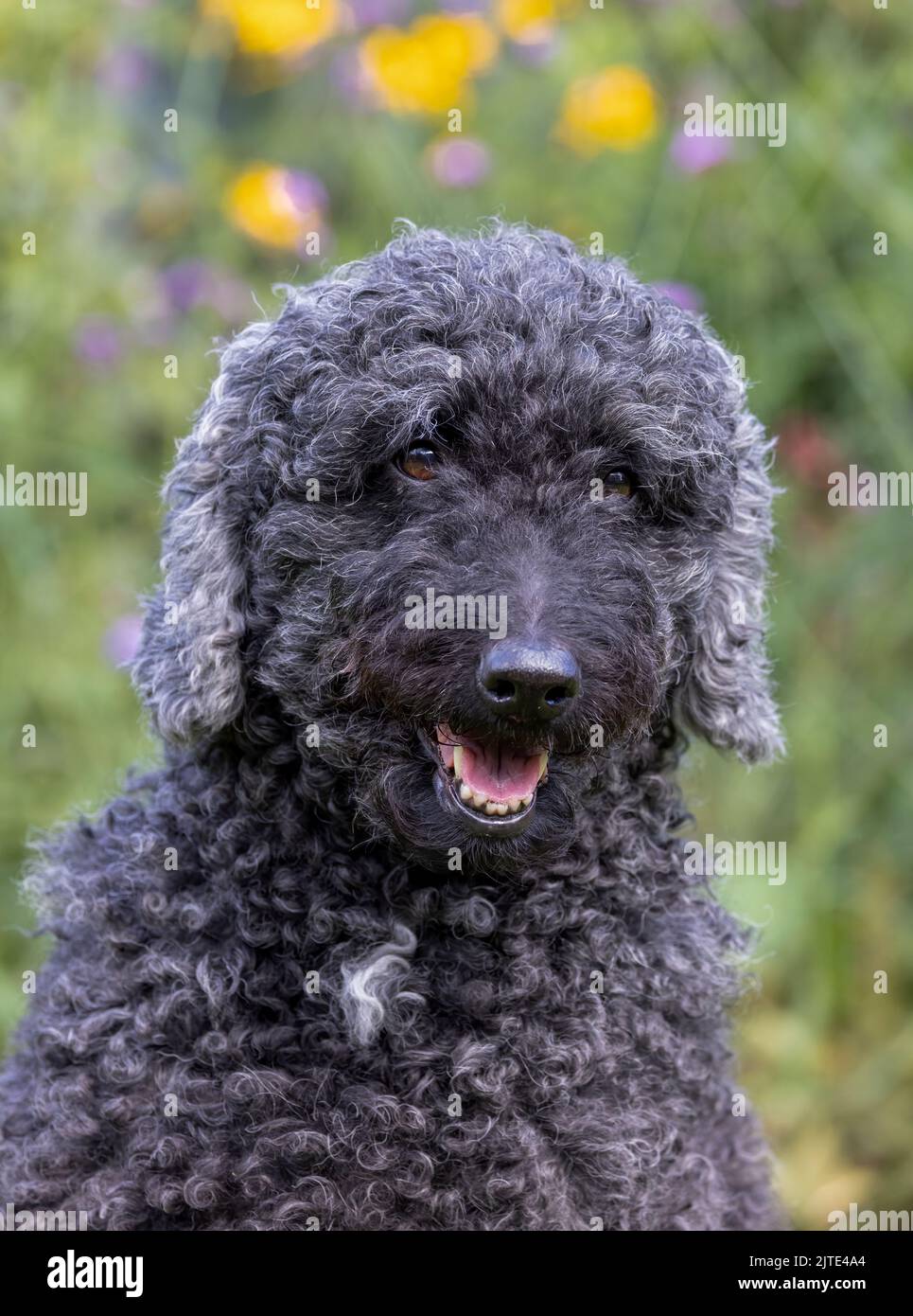 Un bel cane Labradodle grigio e nero dai capelli ricci, guardando verso la parte anteriore con la bocca aperta Foto Stock