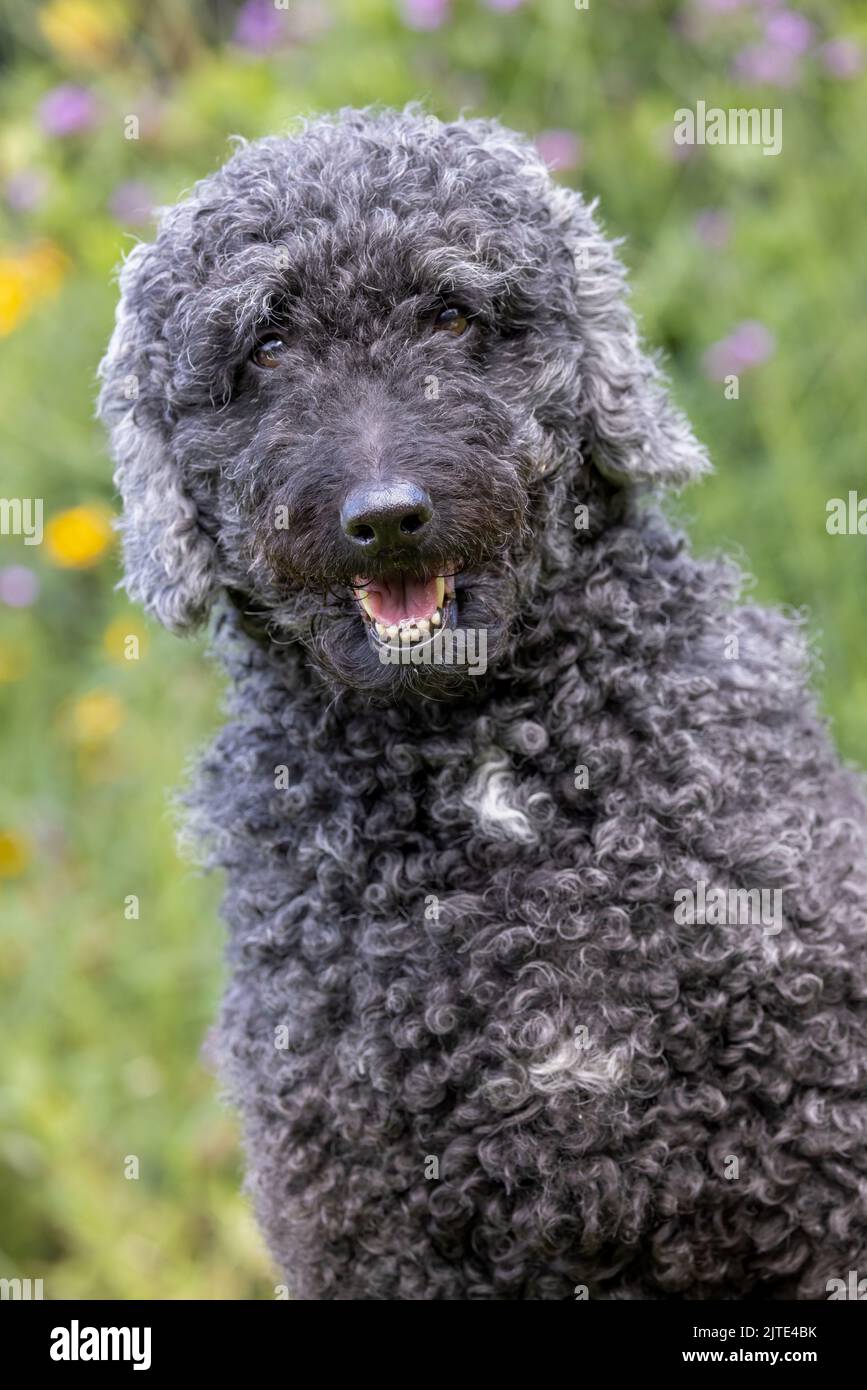 Un bel cane Labradodle grigio e nero dai capelli ricci, guardando verso la parte anteriore con la bocca aperta Foto Stock