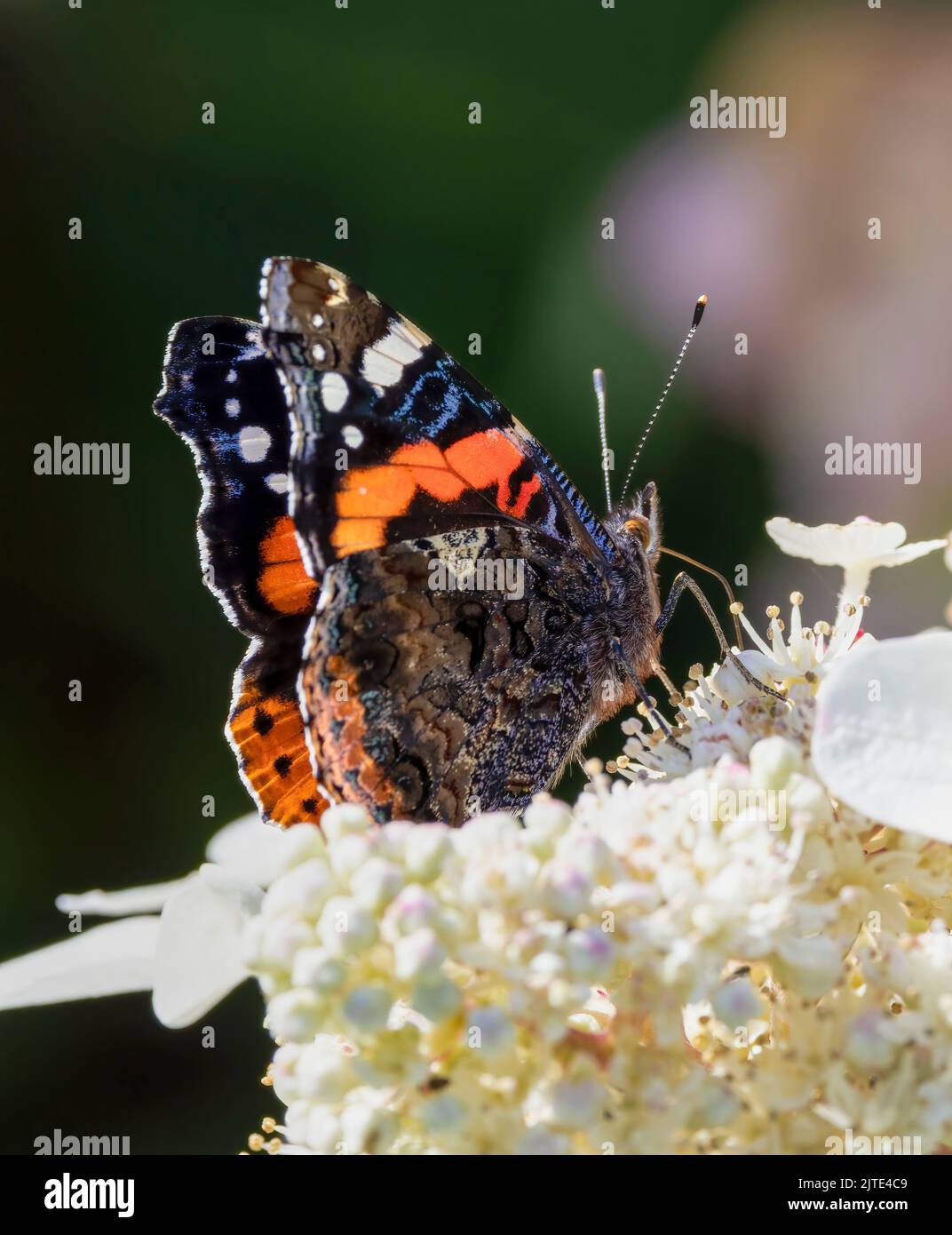 Una bella farfalla dell'Ammiraglio Rosso, (Vanessa atalanta), che mostra la sua parte inferiore come si nutre dai fiori di un'idrangea bianca Foto Stock