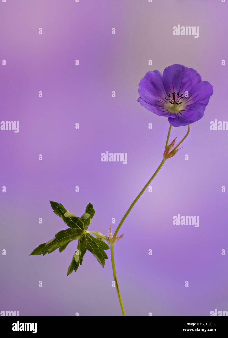 Un bellissimo Geranio selvatico viola profondo, conosciuto anche come Cranesbill, fotografato su uno sfondo leggero mauve/rosa Foto Stock