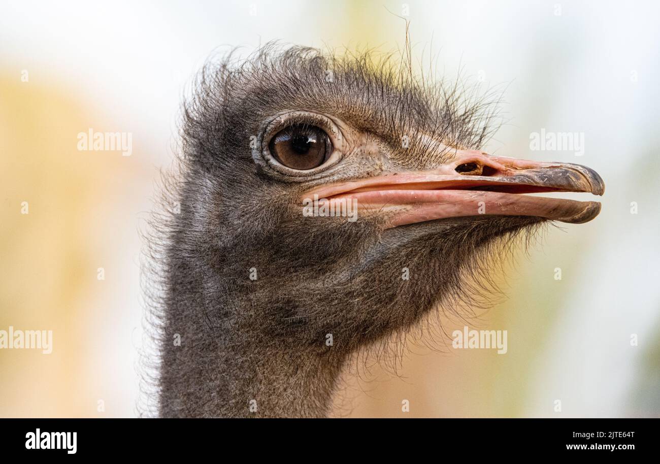 primo piano ritratto di uno struzzo, un enorme uccello africano senza volani Foto Stock