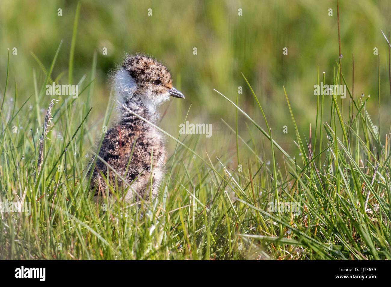 Pulcino da falda settentrionale (Vanellus vanellus) in piedi nella brughiera, nel North Yorkshire, Inghilterra, Regno Unito Foto Stock