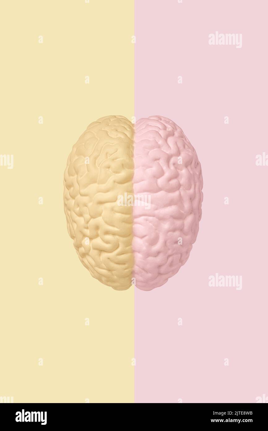 La divisione in emisferi sinistro e destro del cervello umano, vista dall'alto del modello cerebrale. Il concetto di lateralizzazione, speciiza funzionale Foto Stock