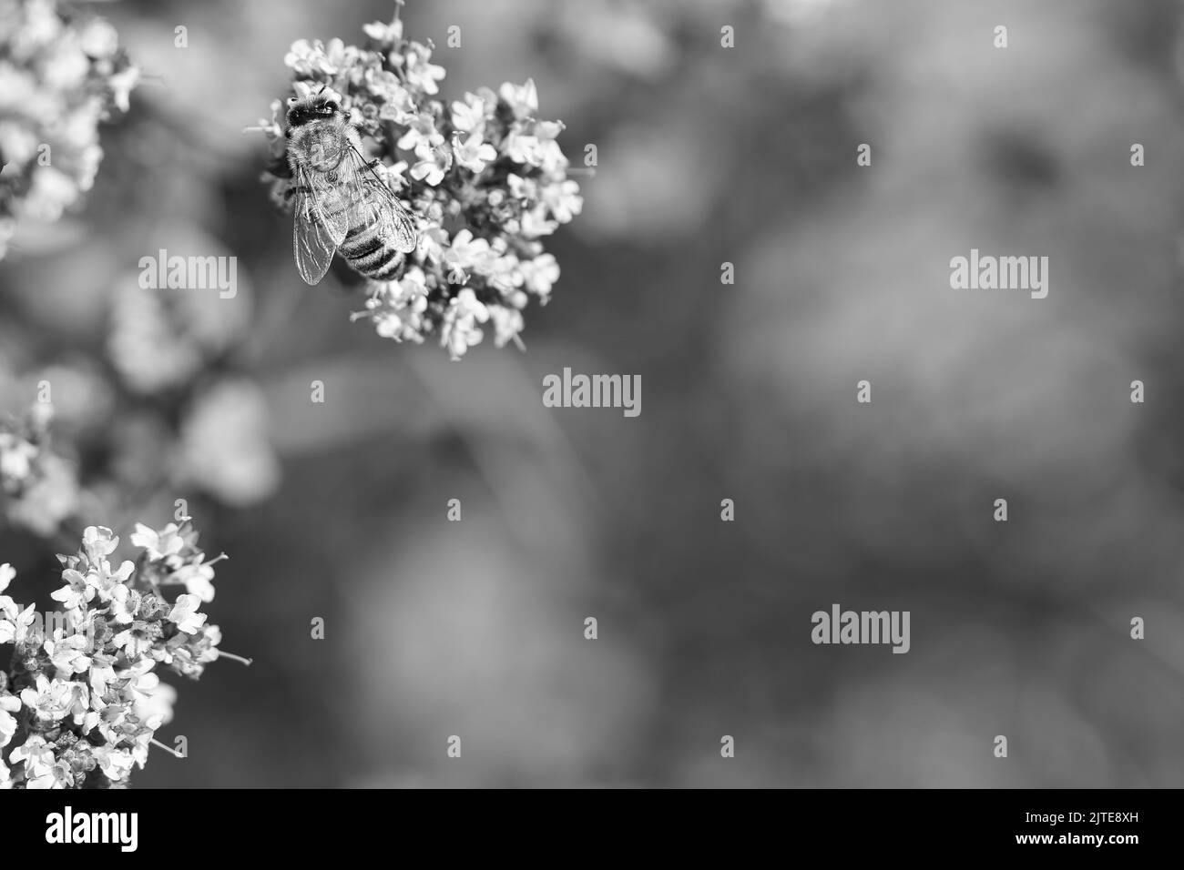 Ape miele in bianco e nero, raccolta nettare su un fiore del fiore farfalla cespuglio. Insetti occupati dalla natura. Dalle api raccogliamo il miele. Un Foto Stock Ape miele in bianco e nero, raccolta nettare su un fiore del fiore farfalla cespuglio. Insetti occupati dalla natura. Dalle api raccogliamo il miele. Un Foto Stock