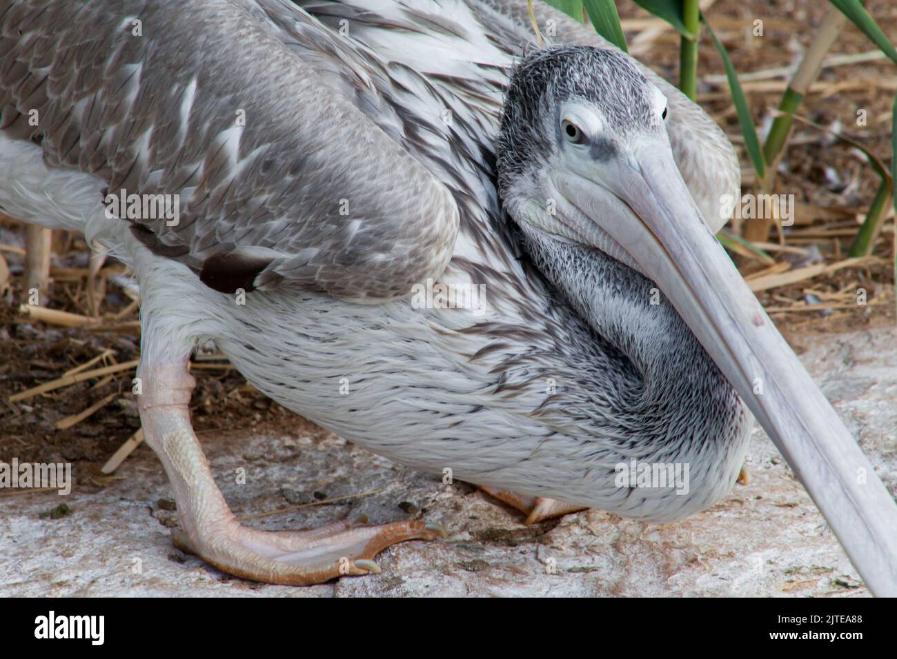 Peter pellicano bianco e grigio nel parco dello zoo di Riyadh Foto Stock