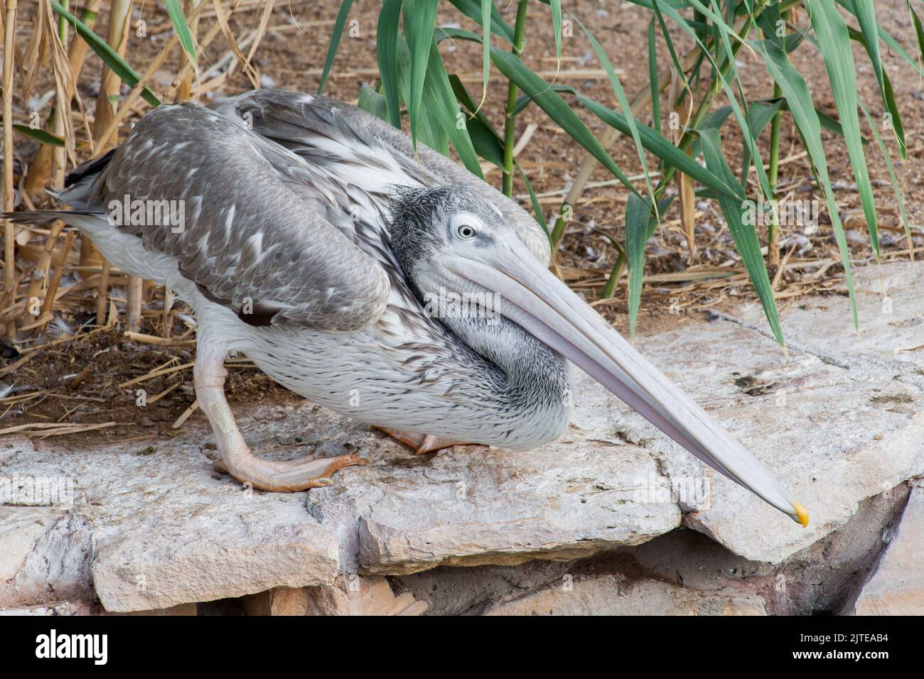 Peter pellicano bianco e grigio nel parco dello zoo di Riyadh Foto Stock