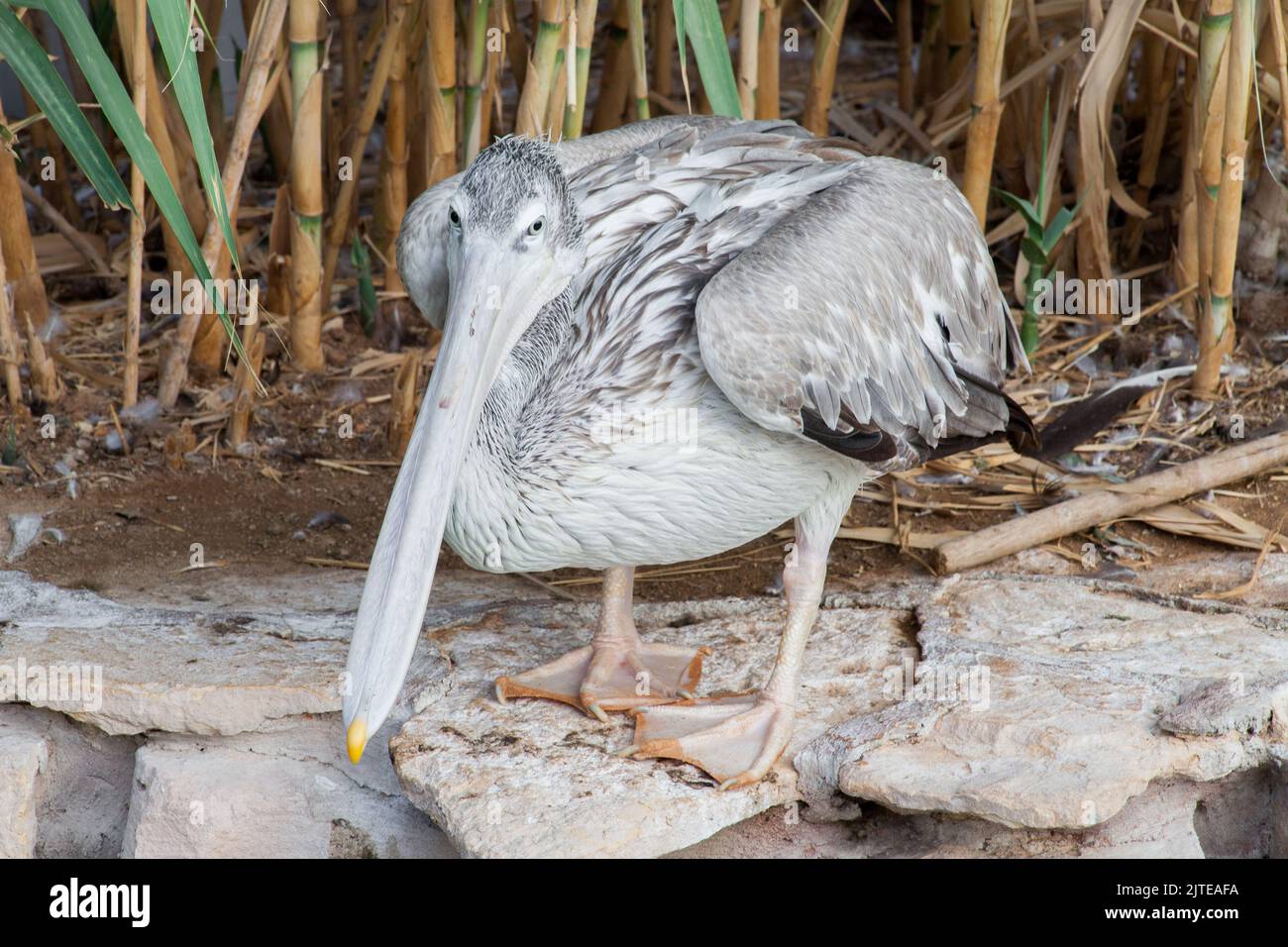 Peter pellicano bianco e grigio nel parco dello zoo di Riyadh Foto Stock