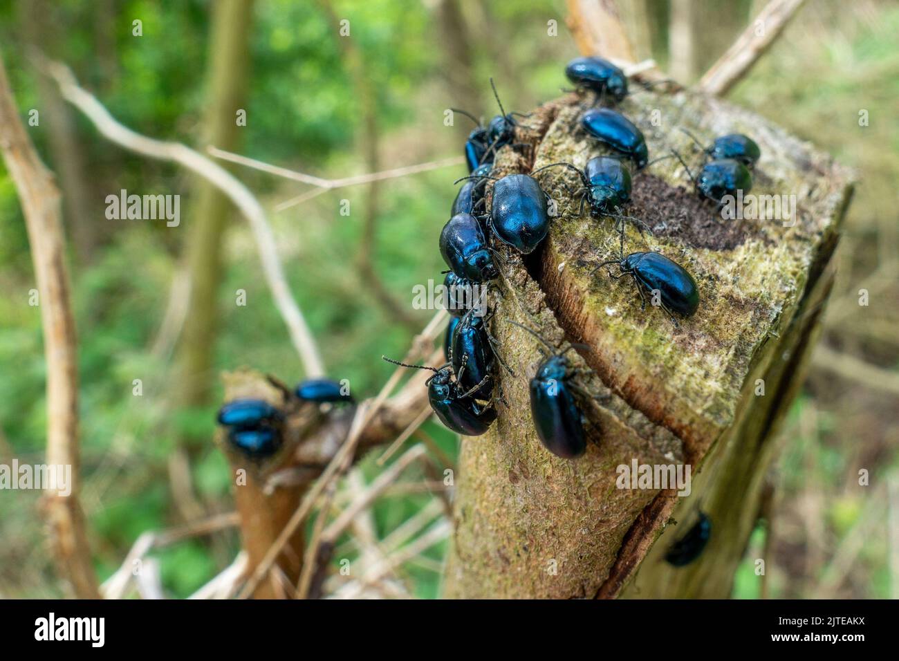 Infestazione di scarabeo di ontano (Agelastica alni), West Yorkshire, Inghilterra, fauna selvatica britannica Foto Stock