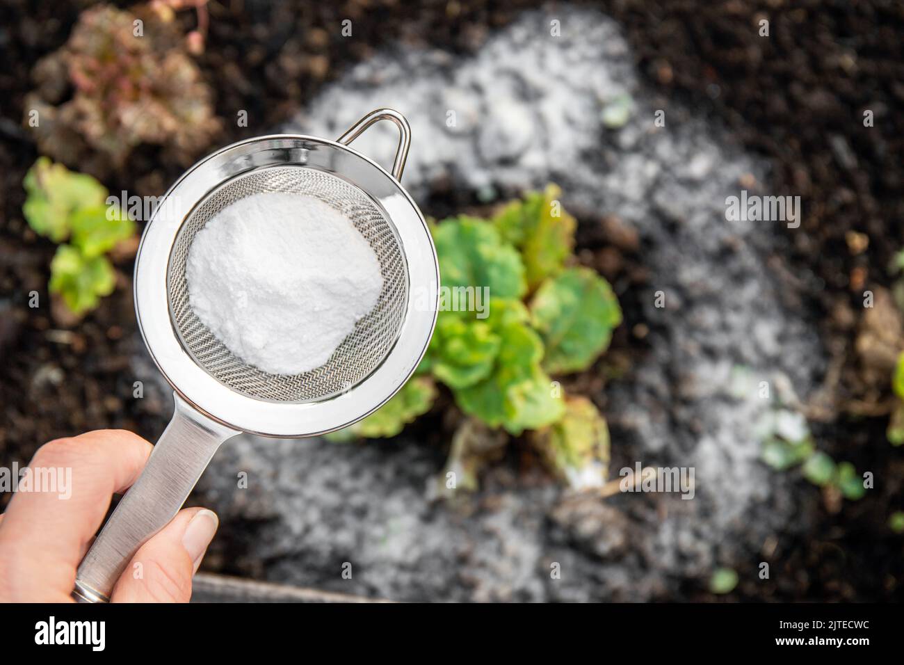 Fuoco selettivo sulla mano della persona che tiene il setaccio con il bicarbonato di sodio, piante sfocate dell'insalata sullo sfondo. Utilizzando bicarbonato di sodio in giardino. Foto Stock